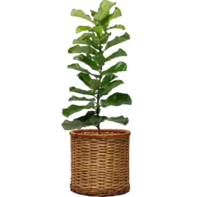 ficus-lyrata